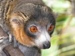 Climate change pushing this Lemur to the limit: says study 