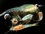 Zooplankton resilient to long-term warming, finds study
