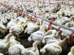 Misuse of antibiotics in poultry farms in India leading to multi-drug resistant bacteria says study 