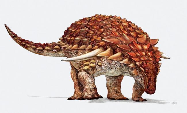 Despite heavy armor, new dinosaur used camouflage to hide from predators