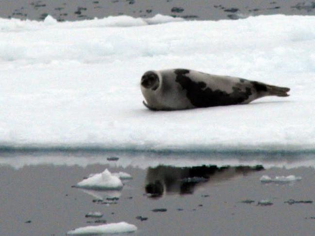 Canada: Poor ice conditions compel seals to move to thicker ice grounds