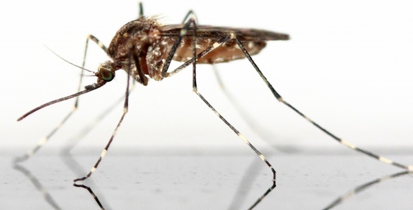 Mosquitoes should not be eliminated: Research