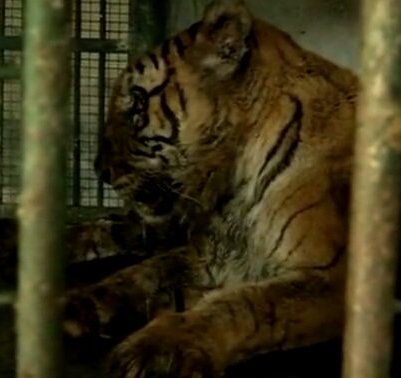 Indiaâ€™s oldest tigress dies in Assam state zoo