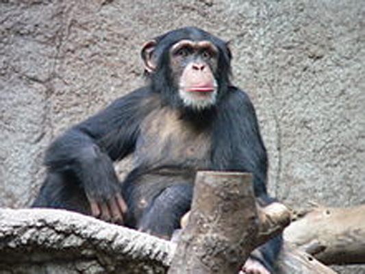 Yale-led study: Wild chimpanzees have surprisingly long life spans