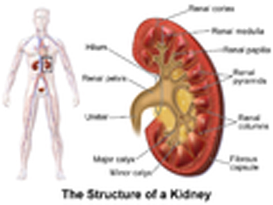 New way of predicting kidney function could improve chemotherapy dosing for many cancer patients