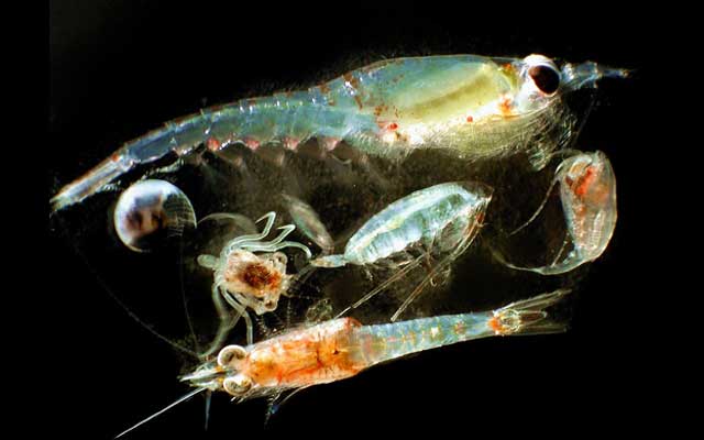 Zooplankton resilient to long-term warming, finds study