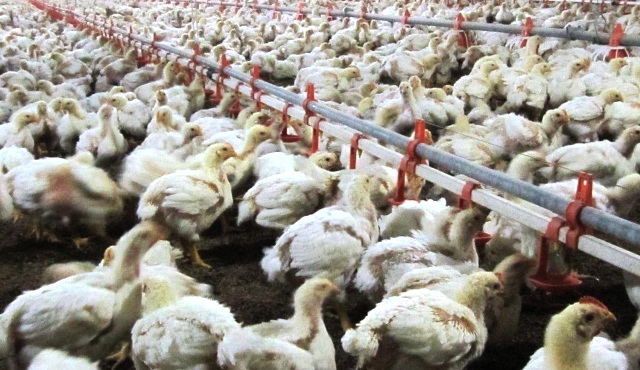 Misuse of antibiotics in poultry farms in India leading to multi-drug resistant bacteria says study 