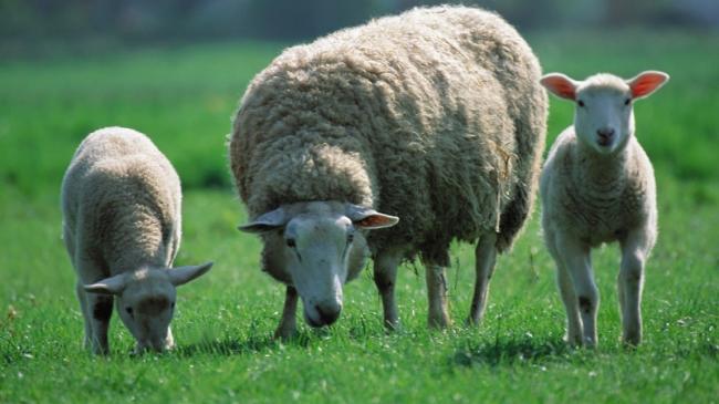 Study shows sheep recognise human faces