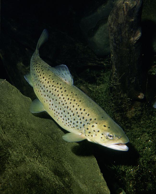Hybridization between native and invasive trout is increasing in the West
