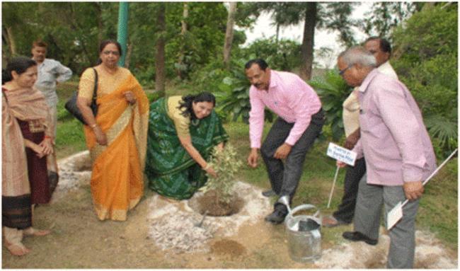 Tree plantation drive conducted by RWWCO