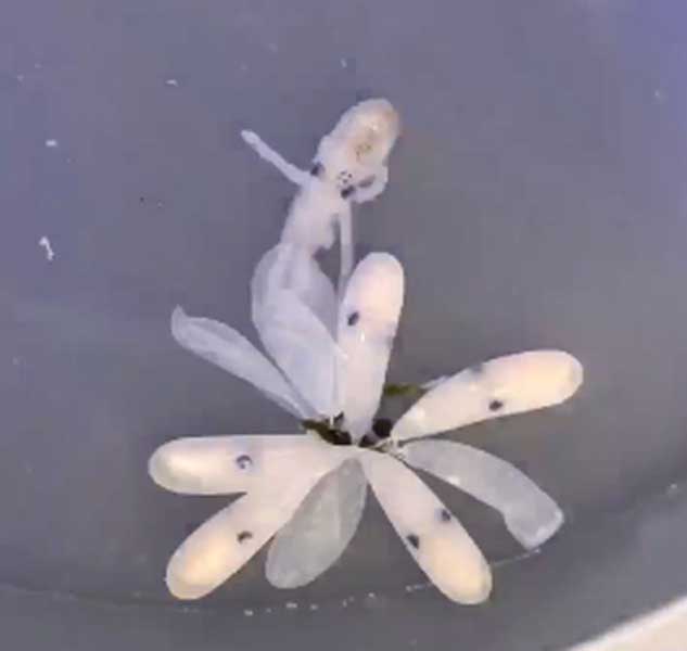 Video of Octopus hatching from its egg becomes viral on social media