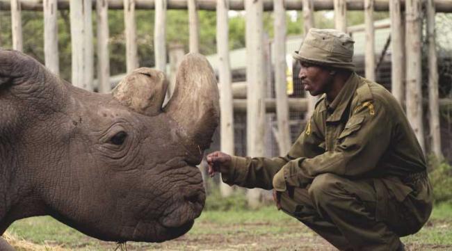 Sudan: World's last male Northern White rhino dies