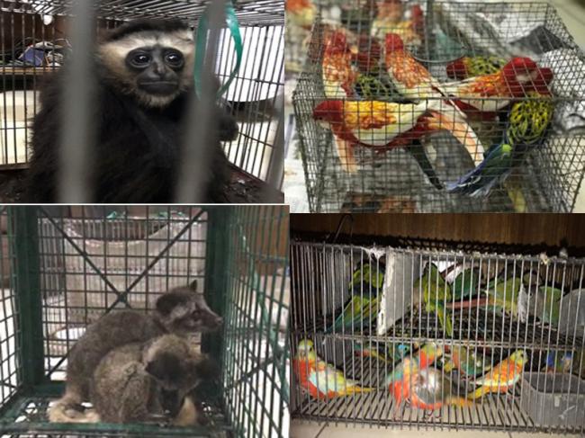 DRI recovers gibbons, civets, exotic foreign origin birds in WB