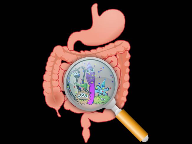 The microbiota in the intestines fuels tumour growth: Study finds