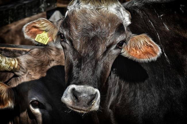 Blood test could aid cattle health and productivity, finds study