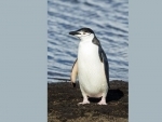 Antarctic Penguin hotspot discovery fuels need for marine reserve