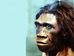 Laziness helped lead to extinction of Homo erectus:Study