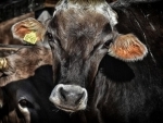 Blood test could aid cattle health and productivity, finds study