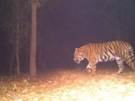 West Bengal: Tiger footage captured by camera-trap in West Medinipur's Lalgarh forest