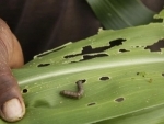 Fears for food security and the future of farming families, as Fall Armyworm spreads to Asia