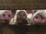 Deadly swine fever threatens Asia, UN agriculture agency warns, urging regional collaboration
