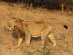 Goods train runs over three lions in Gir forest