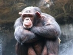 Affable apes apt to live longer, study shows