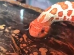 The internet is breaking with a video of a snake drinking water