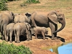 A herd of 100 wild elephants create havoc in Assamâ€™s Kaliabor