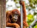 Australia: Perth Zoo euthanizes Puan, world's oldest Sumatran Orangutan