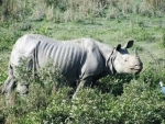 Assam: 80-year old man killed in rhino attack in Majuli river island