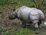 One person injured in rhino attack in Assamâ€™s Biswanath