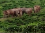 Wild elephant herd kill four people in Assamâ€™s West Karbi Anglong district