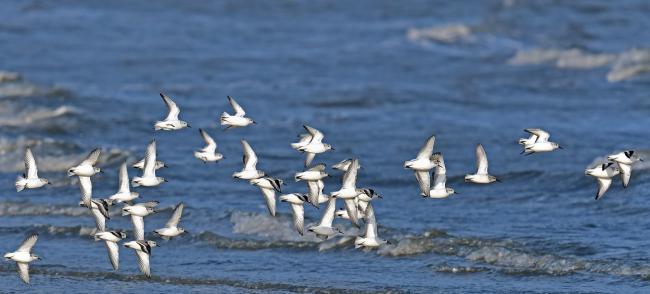 On their epic journeys, migratory birds connect nations and inspire people, UN says on World Day