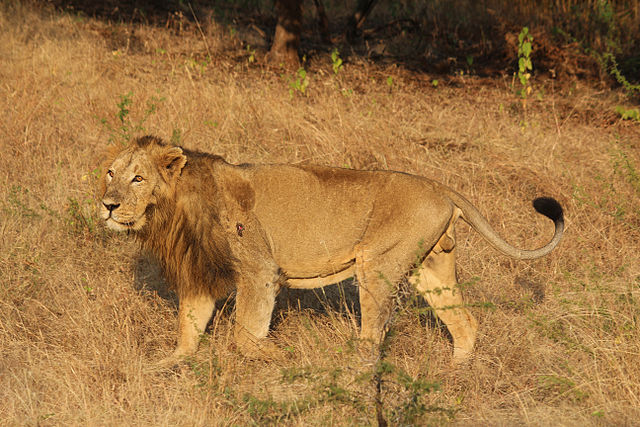 Goods train runs over three lions in Gir forest