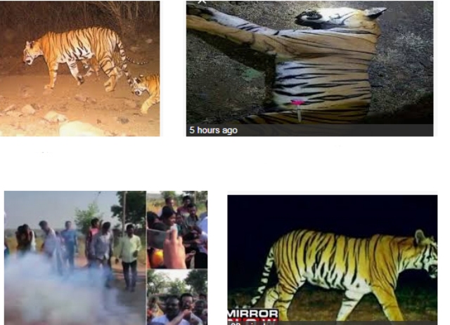 Man-eater tigress Avni shot dead in Maharashtra | Indiablooms - First  Portal on Digital News Management