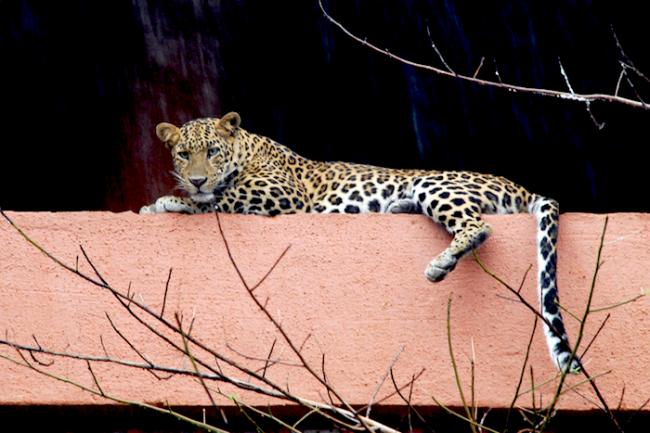 The good leopards of Mumbai's urban forest