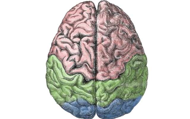Bigger brains are smarter, but not by much: Study