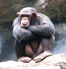 Affable apes apt to live longer, study shows