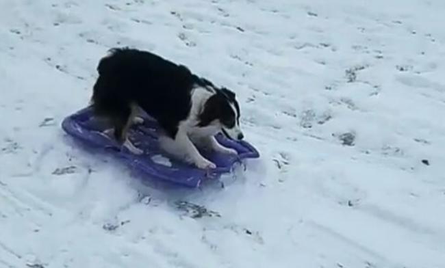 Dog caught on camera sledding all by herself in snow, video goes viral