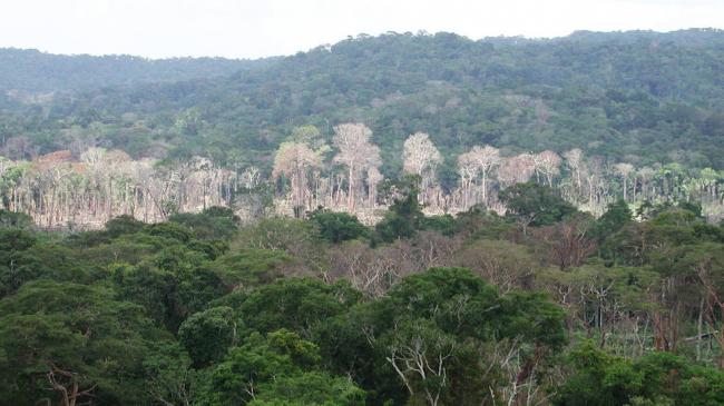 NASA finds Amazon drought leaves long legacy of damage