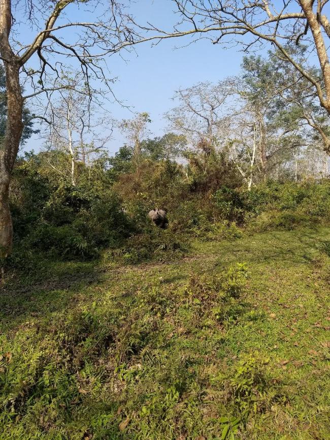 Tourist team survives rhino attack in Kaziranga
