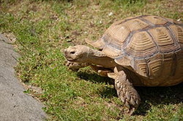 Slow but steady: Brain evolution of turtles