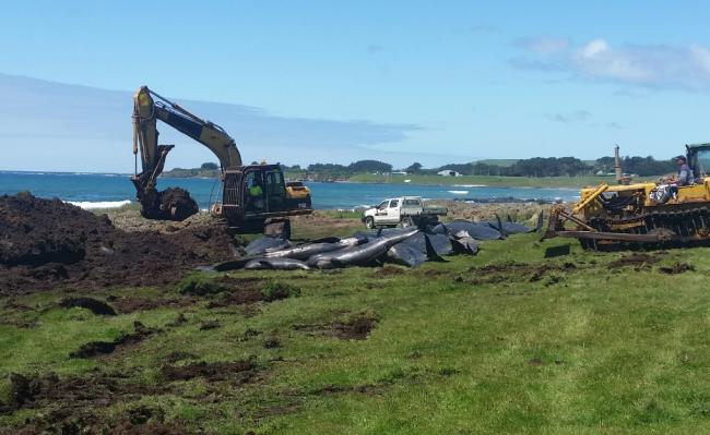 Mass pilot whale stranding at Chatham Island: New Zealand Department of Conservation 