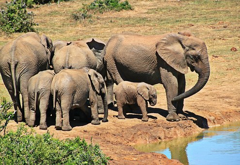 A herd of 100 wild elephants create havoc in Assamâ€™s Kaliabor
