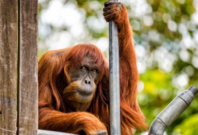 Australia: Perth Zoo euthanizes Puan, world's oldest Sumatran Orangutan