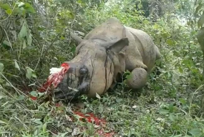 Poachers kill another one horned rhino in Kaziranga