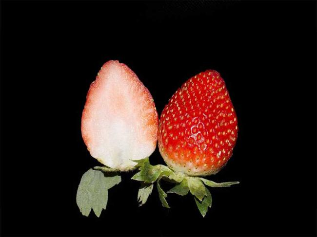 UMD researchers find gene that may greatly increase strawberry production