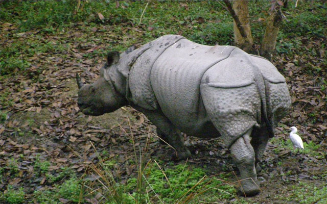One person injured in rhino attack in Assamâ€™s Biswanath