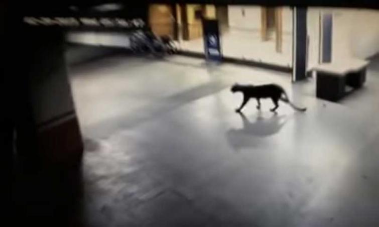 Maharashtra: Leopard seen at Thane shopping mall, caught from basement of nearby hotel